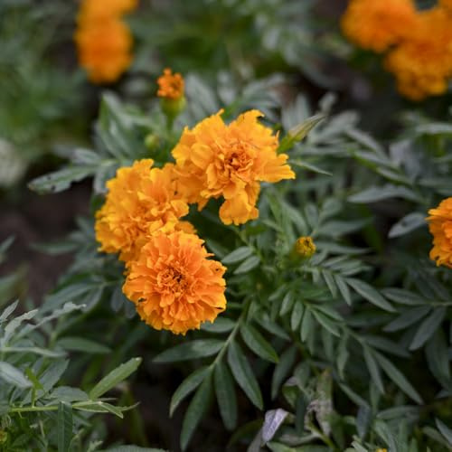 ringelblumen - zierblumen blumendeko für sonnige plätze ringelblumensamen wildblumen balkonblumen blumenwiese steingartenpflanzen bio kletterpflanzen frühlingsblume gartenblumen 100samen