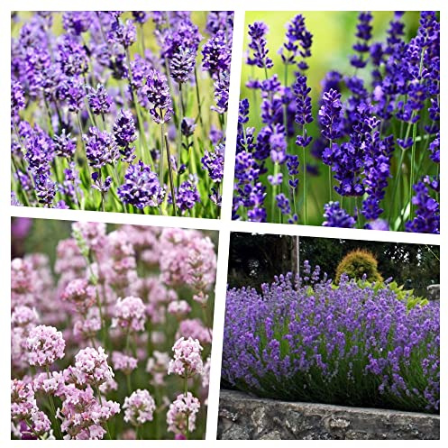 Stauden Gänge 40 x Lavandula angustifolia Mix in Echter Lavendel winterhart
