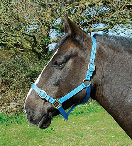 Rhinegold Ponystrick Tierhalsband Pony Größe, Nylon, Einstellbare Noseband und Messing-Stollen und Schnallen