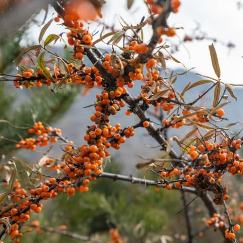 sanddornsamen - zimmerpflanzen für sonnige plätze exotische winterfeste balkon winterharte balkon obstsamen gartenpflanzen winterhart mehrjährig bio obstbäume kaufen 70samen
