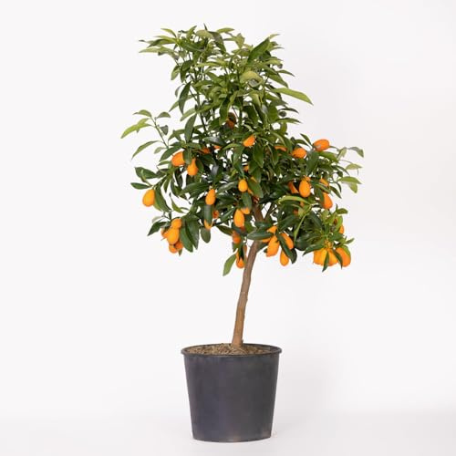 Kumquat in Vaso Ø20 cm – Mandarino cinese - Agrume Ornamentale e Fruttifero – Prodotto in Sicilia dal Vivaio uJardinu – Pianta da Esterno, Sempreverde e Profumata