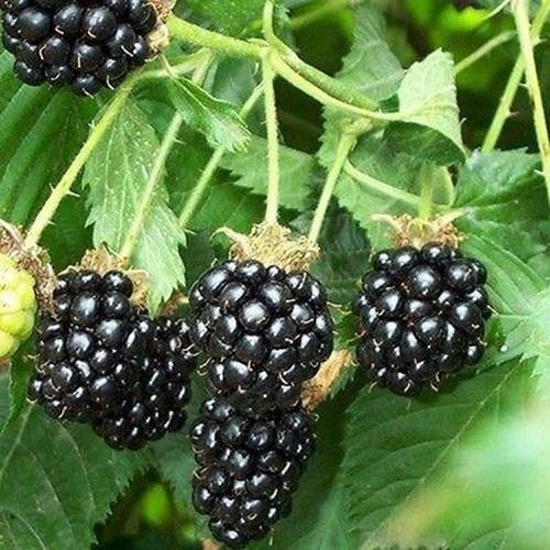 50 Zarzamora de Frutta (Rubus laciniatus)