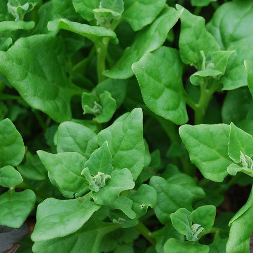 - Nuova Zelanda Spinaci - 60 semi - Tetragonioid Tetragonia - NPWS
