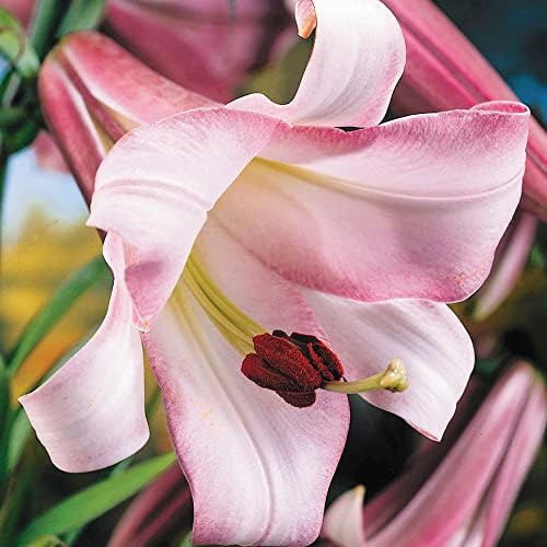 1 x Lilium Trumpet Pink Perfection – Sheer Grandeur and Stunning Beauty – Perennial – Enchanting Fragrance – Long-Lasting Blooms for Cut Flowers – for Your Beautiful Garden
