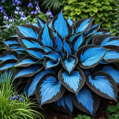 211+ Hosta Seeds - Rare Perennial Shade Plants for Garden, Long Blooming Foliage, Ideal for Shaded Entry Pathways & Low Maintenance Outdoor Gardens