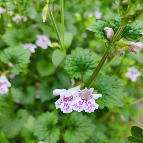 semi di edera terrestre semi di biologici, bomboniere estivi rialzata con decorazioni per il soggiorno, interno copertura del terreno con 120semi