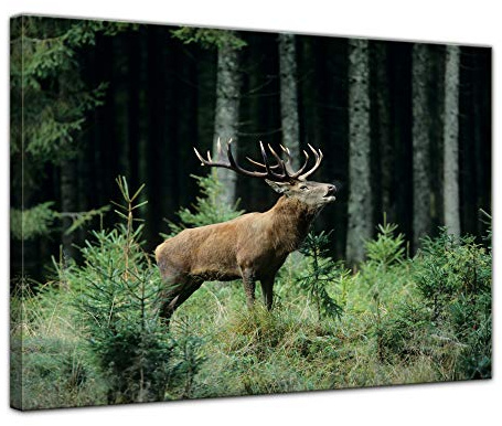 Bilderdepot24 Wandbild Hirsch - 70x50 cm Bilder als Leinwanddruck Fotoleinwand Tierbild Waldtier - Rotwild - röhrender Hirsch im Wald