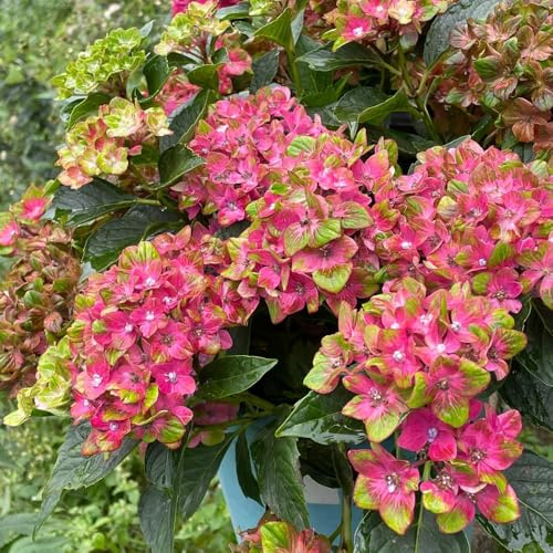 semillas resistentes de hortensia, silvestres, variedades antiguas. balcón, jardín perenne 35pcs