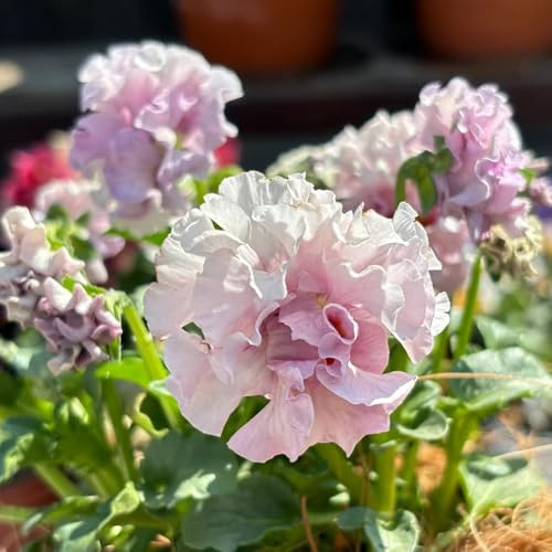 semi viole del pensiero resistenti - esotiche balcone decorazioni 250pcs