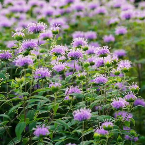 semillas de melisa - de mariposas ortiga india decoración jardín exótico jardín extraño orgánicas en rocas semillas lugares 400pcs