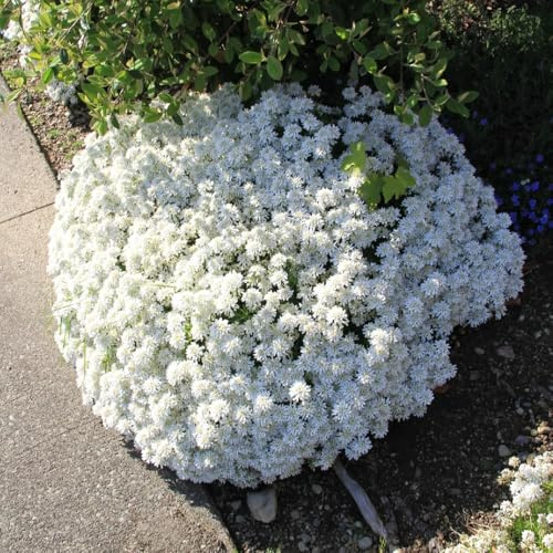 Semi resistenti di Iberis candita,decorazione da giardino,molto adatta allee agli insettito,decorazione da giardino,semi diSemi di 350pcs