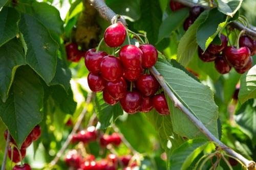 1 Burlat Süßkirschbaum 120-150cm im großem Topf Kirschbaum selbstbefruchtend Kirsche Obst Busch frühe Juni-Ernte – winterhart, robust & reichtragend