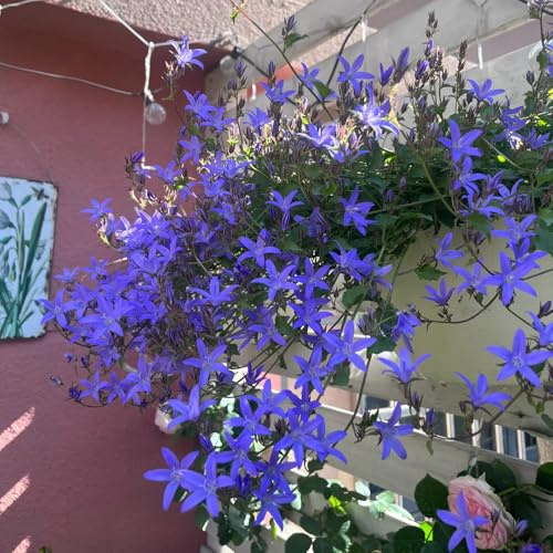 Semi di campanula-Campanula media,per luoghi soleggiati da giardino,facile da piantare da giardino,decorazione del soggiorno 300pcs