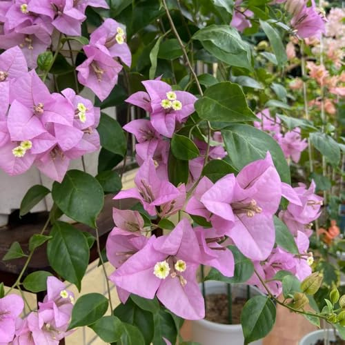 bouganville d'appartamento esotiche biologiche 800semi