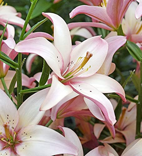 10x Frische Blumenzwiebeln Asiatische Lilie  Easy Walz  lila-weiß *Rarität*