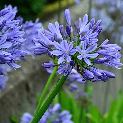 E.C.A.T.E. 1 Bulbi di AGAPANTO BLU 1 PZ RIZOMI GIGLI AFRICANI FIORI BRILLANTI BLU