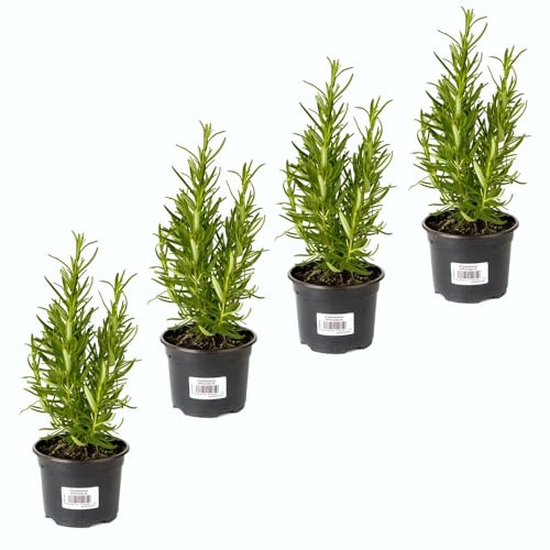 Romero Aromático |Pack 4 Plantas | DECOALIVE Plantas Aromáticas y para Cocinar