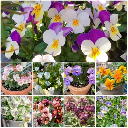 Semi di violetta cornuta, da balcone resistenti Viola cornuta, semi di selvatici resistenti per balconi rare 500pcs