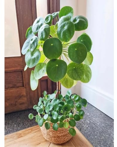 Semi di Pilea Peperomioides-da giardino perenni resistenti,semi di decorazione edera,coltivazione semi regali 100pcs