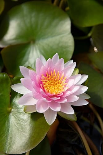 Lincolnshire Pond Plants Ltd - Laydekeri Lilacea Water Lily - Pond Plants - DW05-Kit