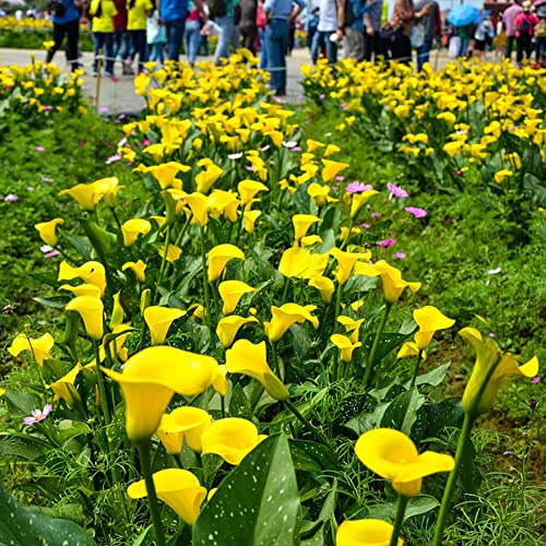 Bulbi di Calla - esotico per giardinieri decorazioni da giardino per esterni vecchie varietà organico da giardino serre balcone bulbi di balcone organico 8pcs