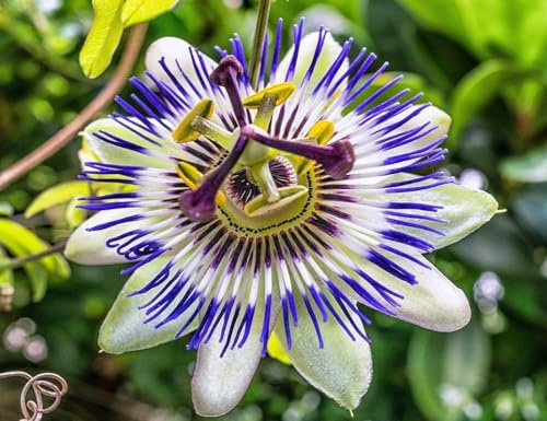 Semi Passiflora Coerulea Rampicante, Pianta Perenne, Resistente al Freddo -20°C, per Pergole e Recinzioni, passion flower seeds