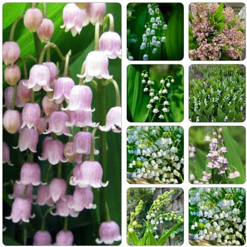 bulbos lirio de los valles de bonsái en extremadamente resistentes balcón invernadero jardín decoración jardín interior oficina 18pcs