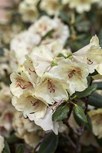 Rhododendron Hybride 'Viscy' 30-40 cm – Winterhart, Immergrün, Mehrjährig – Alpenrose – Zierstrauch für Garten & Kübel