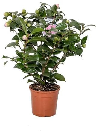Camelia Japonica Natural Planta Conocida como la Flor de la Paz