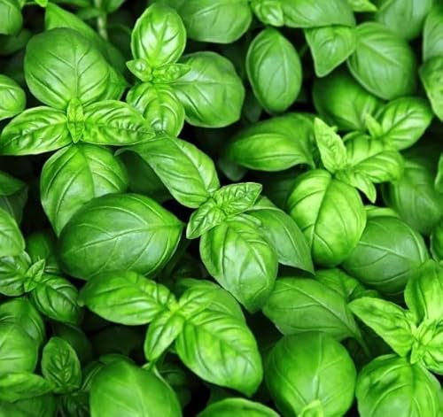 Semillas Albahaca Italiana | DECOALIVE | Semillas Huerto Urbano | Plantas Aromáticas