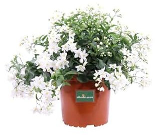 Jazmín Nocturno Natural Planta Ideal para Crear una Preciosa Enredadera en el Jardín