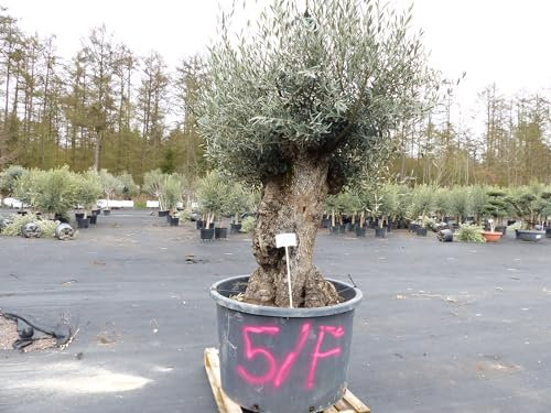 gruenwaren jakubik genau diesen Baum Nr. 5/F, 250 cm, Olivenbaum, knorrige alte urige Olive winterhart