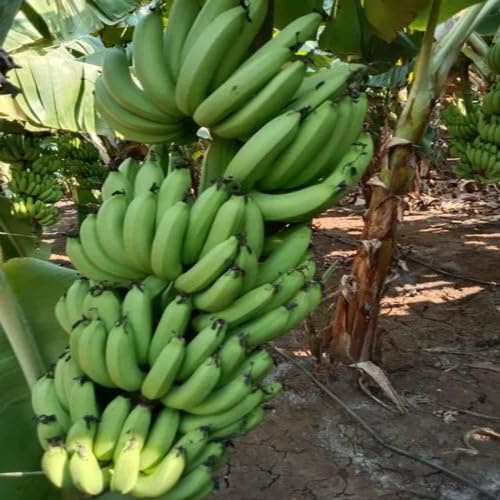 100 semi di banana e ortaggi