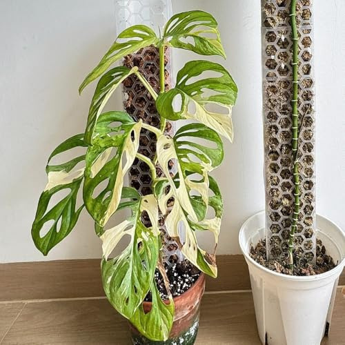 semillas de monstera raras, perennes resistentes, jardín de balcón cobertura del suelo, 400pcs