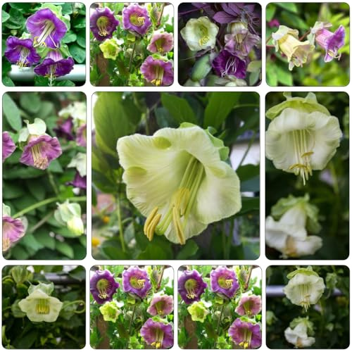 glockenrebe wildblumensamen herbstaussaat balkonpflanze winterharte kletterpflanzen blumensamen balkon gewächshaus balkon extrem winterharte kübelpflanzen kletterpflanze garten 400samen