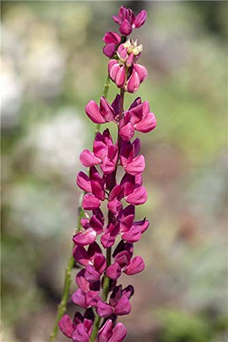 Garten-Lupine Lupinus polyphyllus Nanus Gallery Rosa Zwerg winterhart | Kompakter Wuchs, rosa Blueten, ideal fuer Beet und Rabatte, bienenfreundlich, sonnig bis halbschattig