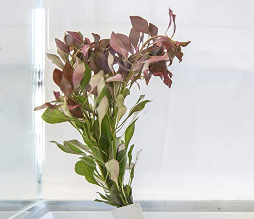PondPlantsUK Mixed Tropical Live Aquarium Plants (5 Strand Ringed Ludwigia)