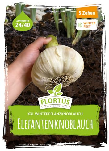 FLORTUS – Winterpflanzknoblauch Elefantenknoblauch 5 Zehen zertifiziertes Pflanzgut, keine Samen – Zehengröße 24-40 mm – winterhart, sehr große Steckzehen mit mildem Geschmack