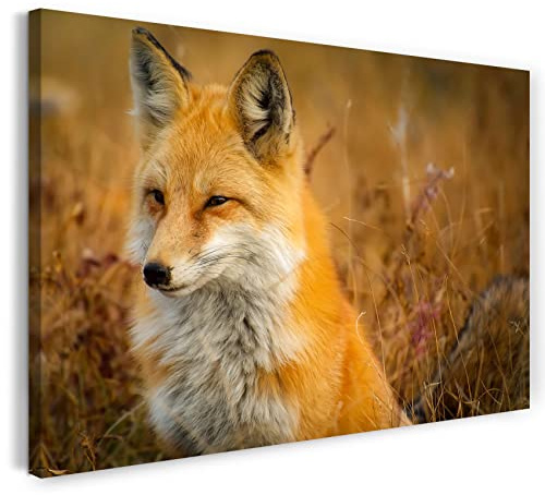Printed Paintings Leinwand (80x60cm): Tier-Bilder Natur Wildnis Wald Landschaft Fuchs Sieht aus w