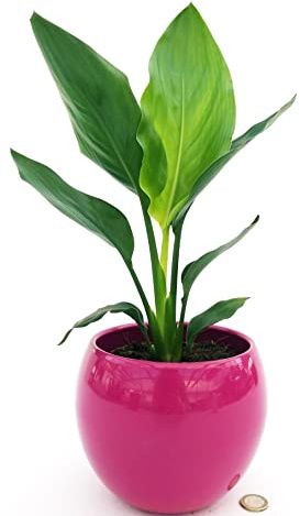 STRELITZIA NICOLAI, UCCELLO DEL PARADISO, IN VASO CERAMICA FUCSIA SFERICA, VASO 13CM DIAMETRO, pianta vera