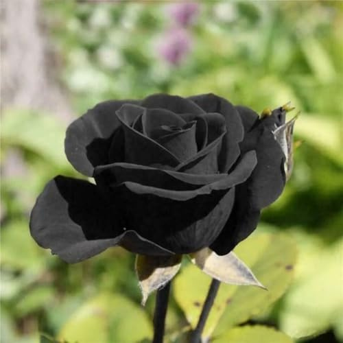 50 SEMI DI ROSA NERA - SEMI FRESCHI