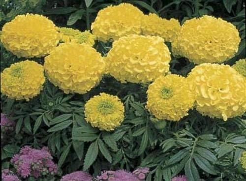 25 graines de calendula - Antigua africaine Primrose annuel