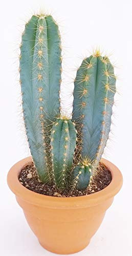 POWERS TO FLOWERS - CACTUS AZZURRO, AZUL, PILOSOCEREUS IN VASO COCCIO, pianta vera