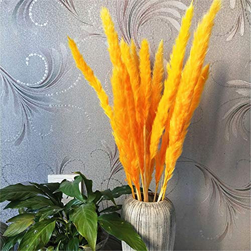 Martin Kench 30 Stück Pampasgras, Trockenblumen Blumenstrauß Natürliche Pampasgras Getrocknet Pampas Gras Phragmites Boho Federn Deko für Whonzimmer (Orange)