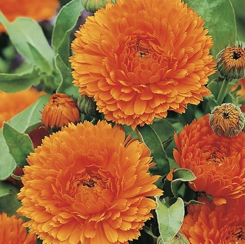 10 g Calendula Pacific Beauty Orange Seeds Flower Seeds UK Fresh Seeds Organic Garden