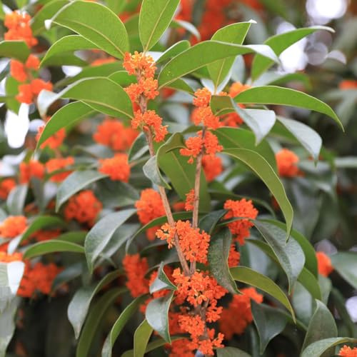 Semi Osmanthus fragrans - da balcone, resistenti giardino riverdimento tetti giardino estate 200pcs