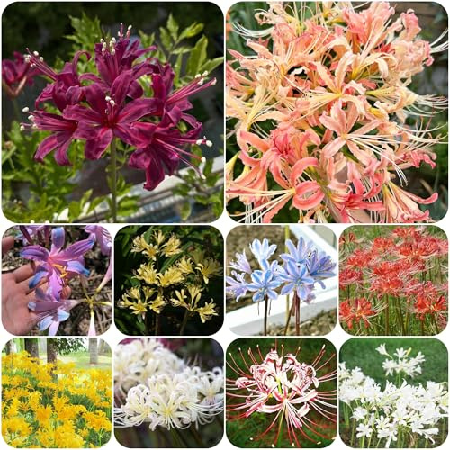 Giglio ragno - lycoris radiata - di sangue selvatici da balcone Coltivare da giardino sul balcone giardino interno dito primaverili 8bulbi