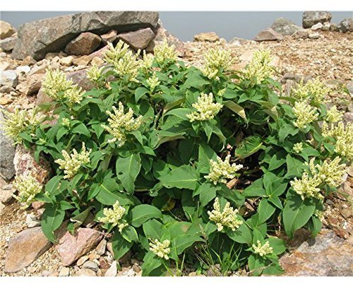 Weyrichs Bergknöterich Aconogonon weyrichii Staude winterhart im Topf gewachsen