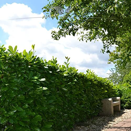 Gardline - Großblättriger Lorbeer 180-200 cm. 3-150 St. Kirschlorbeer - Sichtschutz Hecke - 7 St. (ca. 4 Meter)