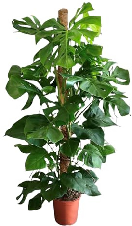 Trendyplants Monstera Deliciosa - Planta perforada de interior - altura 140-160 cm - tamaño de maceta Ø 27 cm